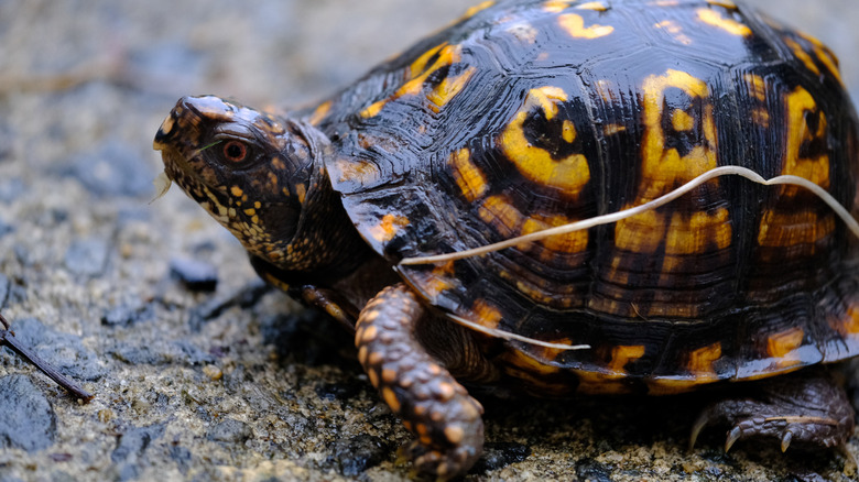 A wet turtle on a wet gravel road