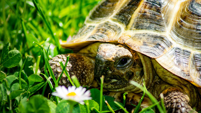 A large turtle hidden in tall grass