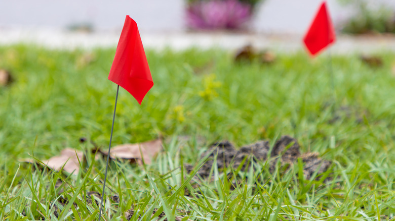 Red utility flags placed in a front yard