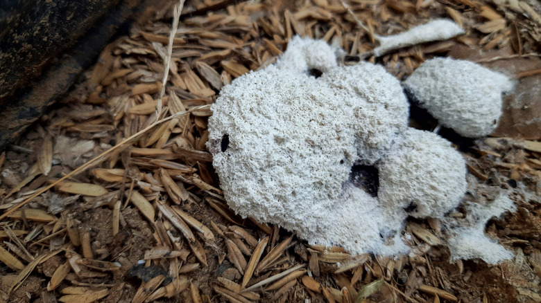 slime mold in mulch