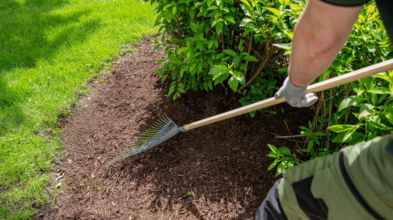 person raking mulch