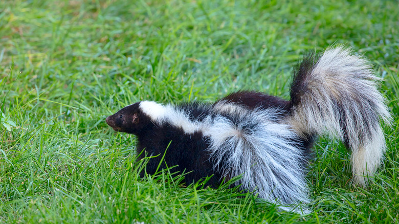 Closeup of skunk in yard