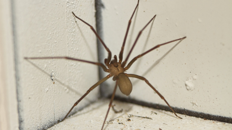 A brown recluse spider in a corner of a wooden structure painted white