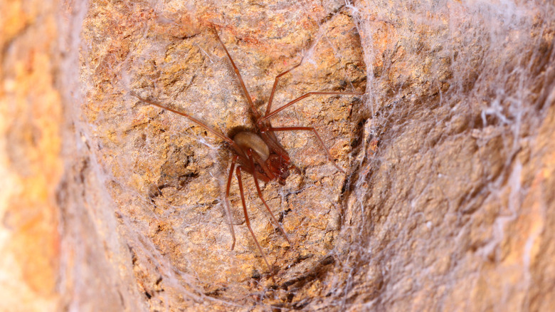 A brown recluse spider in its web against a textured brown surface