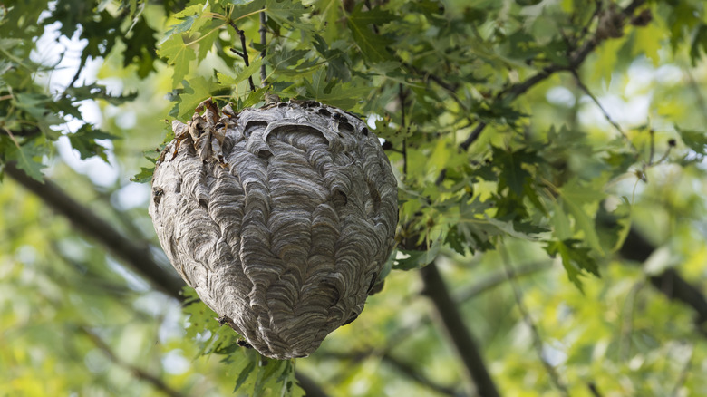 wasp nest in tree