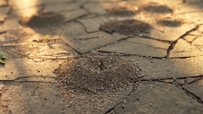 Small ant hills on a stone paved driveway