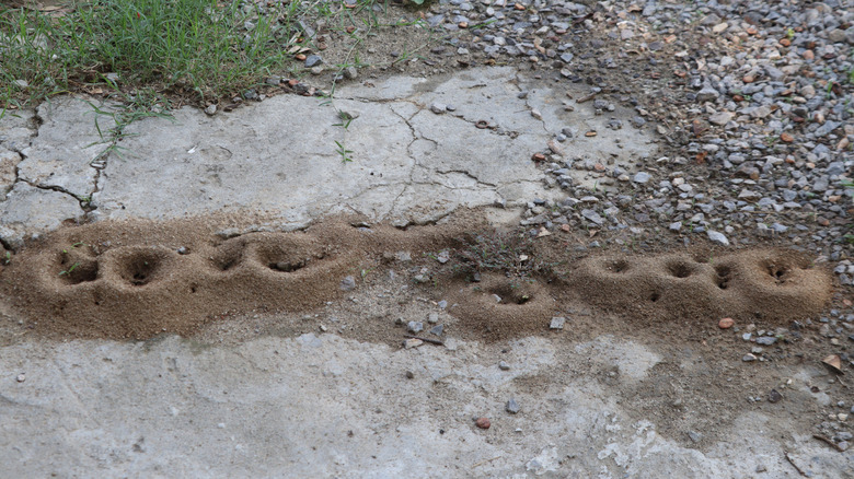 A row of anthills along a driveway edge