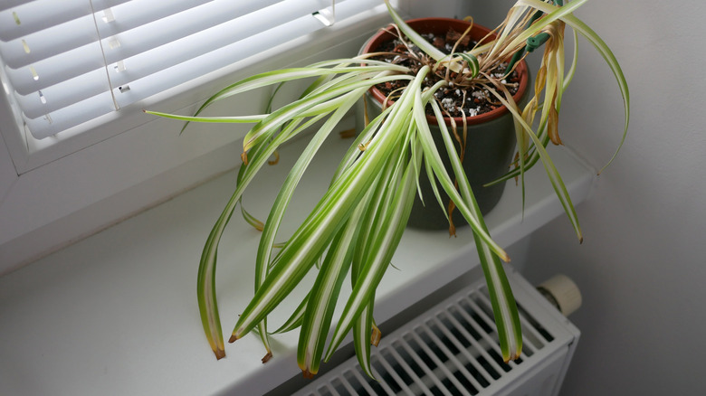 Wilting spider plant on a windowsill