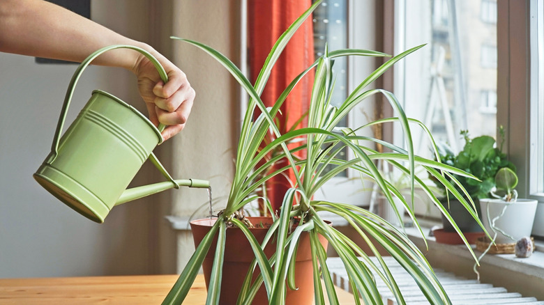 Person watering a spider plant