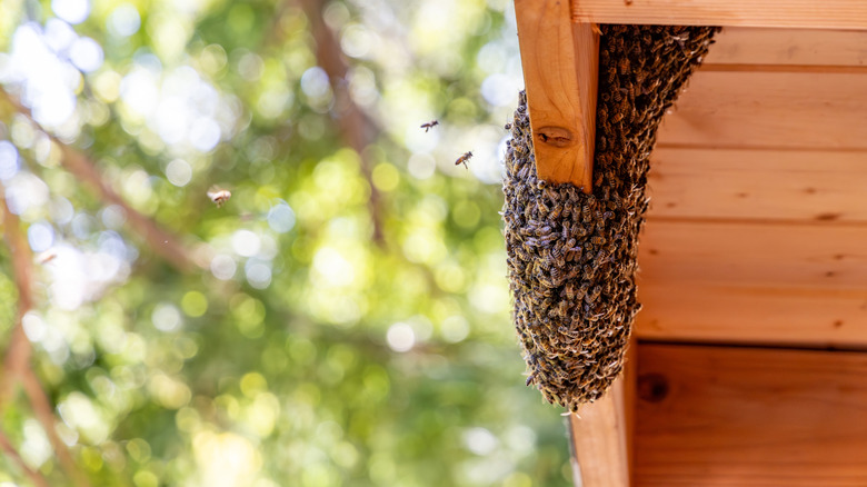 A cluster of bees on the eave of a wooden structure.