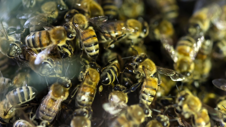 A close-up of a cluster of honey bees.