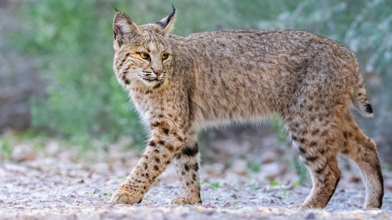 A bobcat exploring an area with blurred bushes in the background