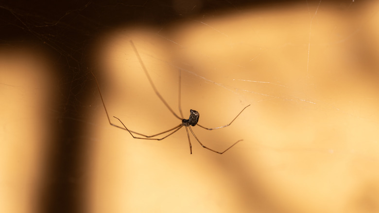 A daddy long legs spider hanging from its web