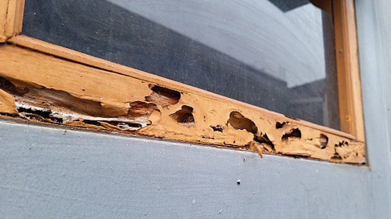 Termite-damaged wood window frame