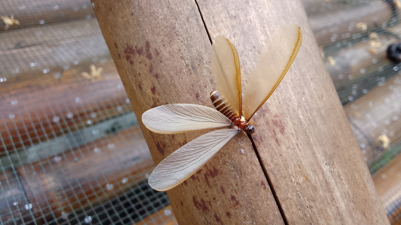 Winged termite sitting on a piece of wood outdoors