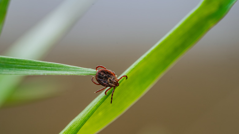 Close-up of tick on grass blade