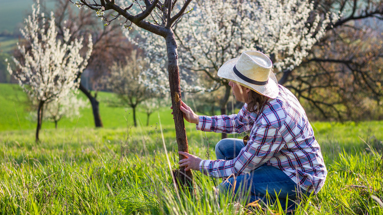 A gardener wearing a hat examines a lump on the trunk of a small cherry tree.