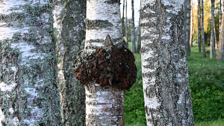 Chaga fungus growing on the trunk of a silver birch tree in a wooded area.