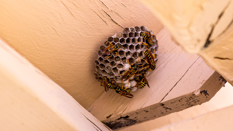 Paper wasps on a nest they built inside a painted wooden birdhouse.