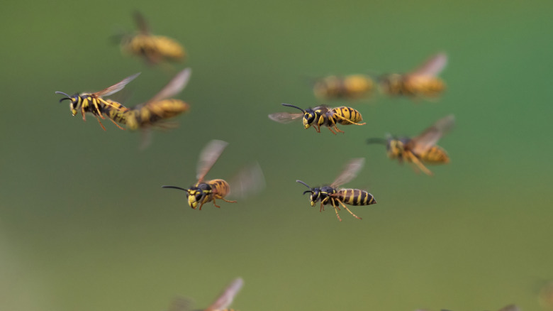 A swarm of wasps flying in the air against a green background.