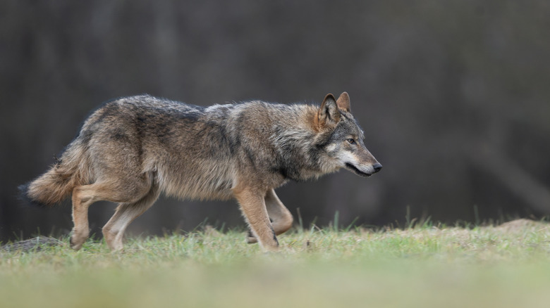 A grey wolf walking on some grass in the distance