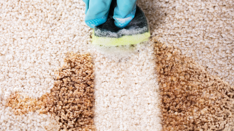 person cleaning carpet stain with sponge