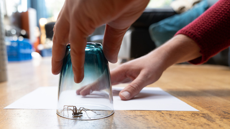 Person sliding paper under cup with captured spider