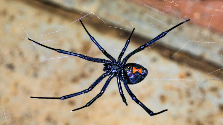 Black widow spider, its distinctive hourglass on the abdomen visible, spins a web