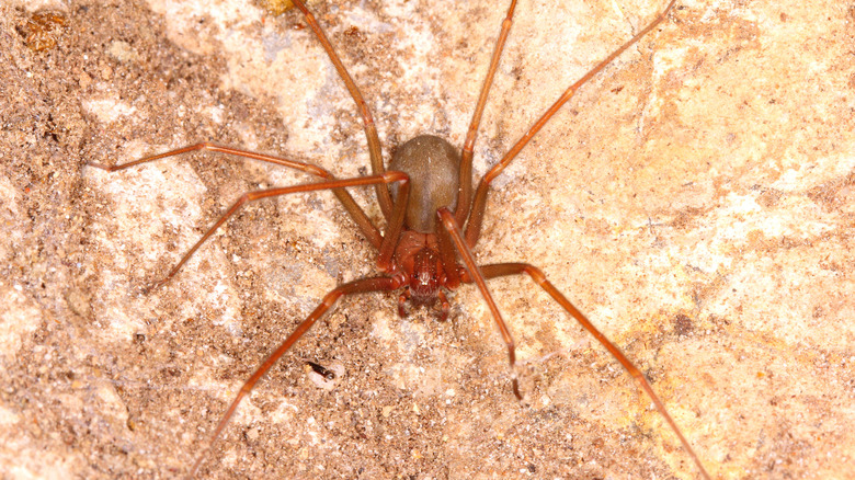 Close up of brown recluse spider