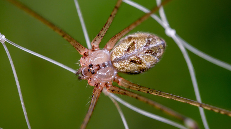 Close up of brown recluse spider
