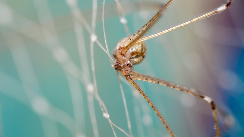 Close up of a brown recluse spider.