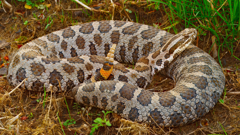 A rattlesnake in an urban backyard.