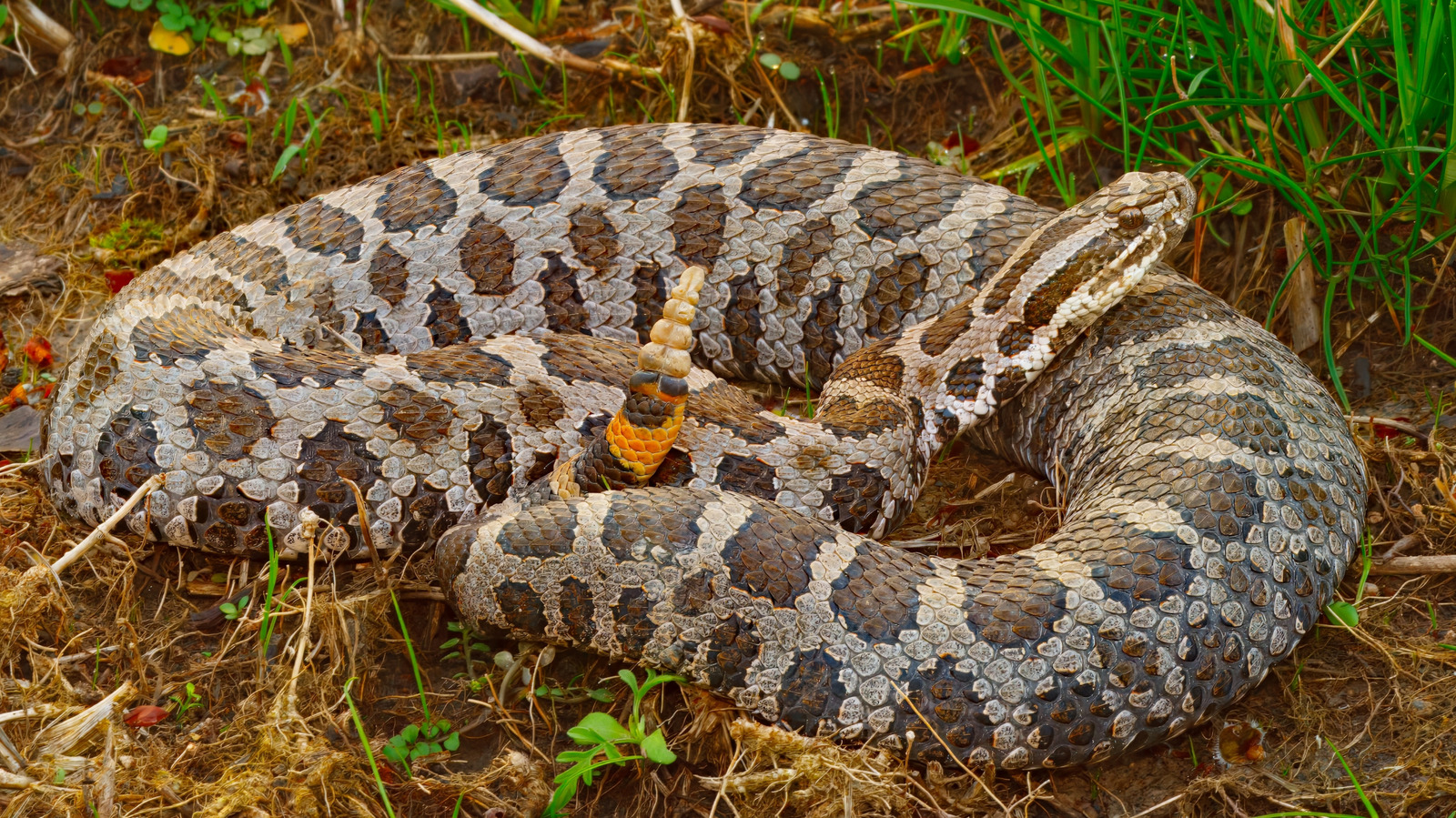 What To Do If You Spot A Rattlesnake In Your Yard