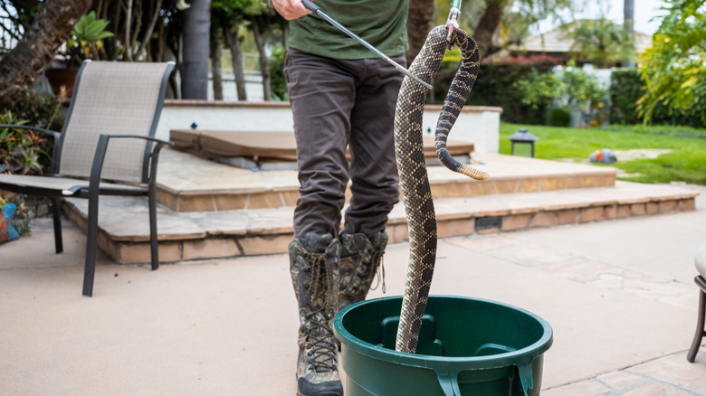 A professional puts a caught rattlesnake into a large plastic bin for relocation.
