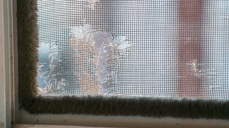Torn window screen