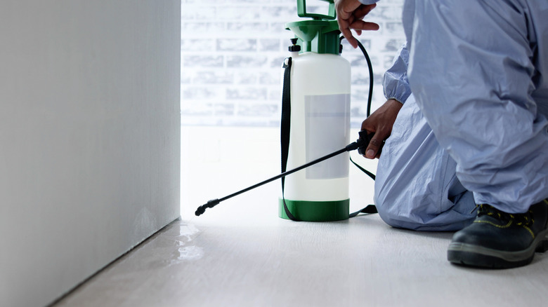 Pest control spraying for bugs