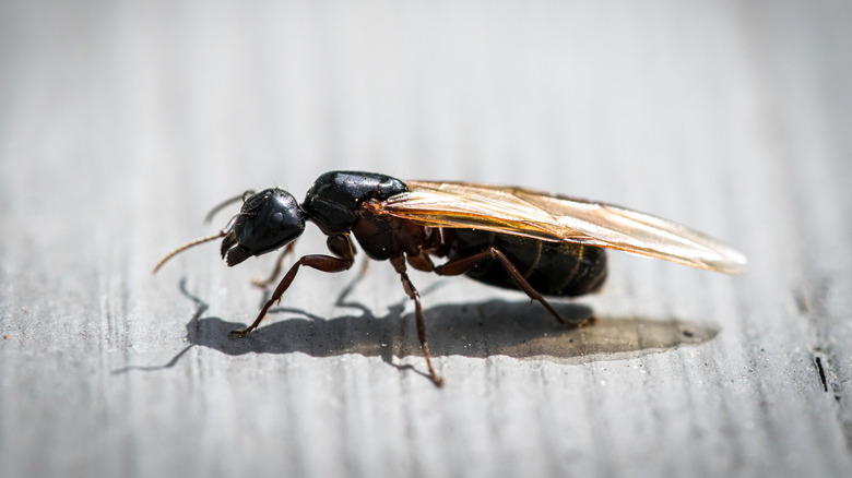 Closeup of flying carpenter ant