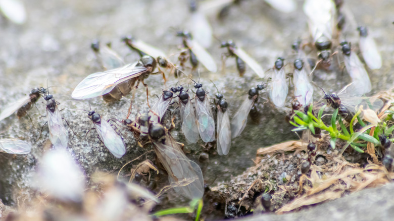 close up of a swarm of flying ants on a log