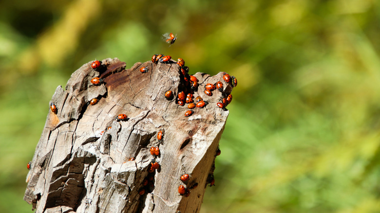 Asian lady beetle swarm outside on a log