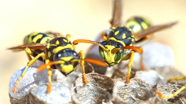 Two yellowjackets building a nest