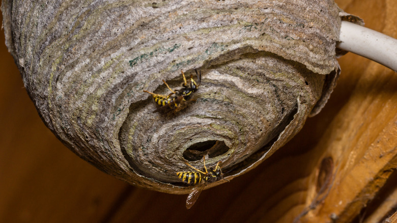 Yellowjackets crawling near the hole of a hanging nest