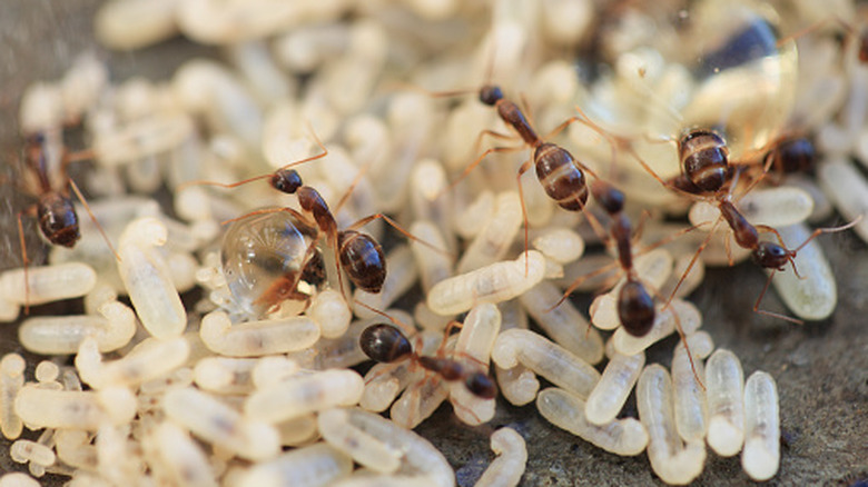Adult ants crawling over dozens of ant eggs.