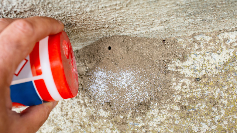Close-up of a hand pouring powdered ant bait near an ant's nest