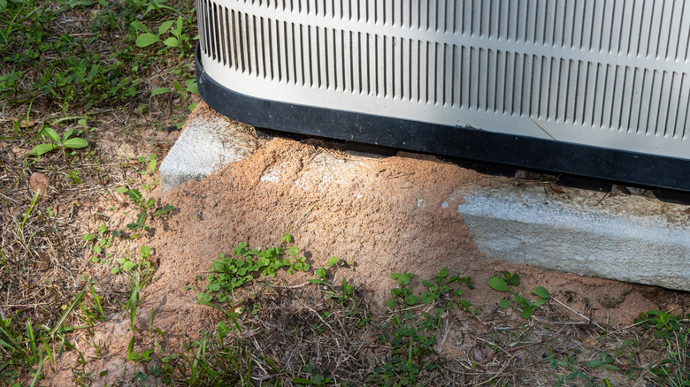 Close-up shot showing an ant hill leading to the base of an air conditioning unit