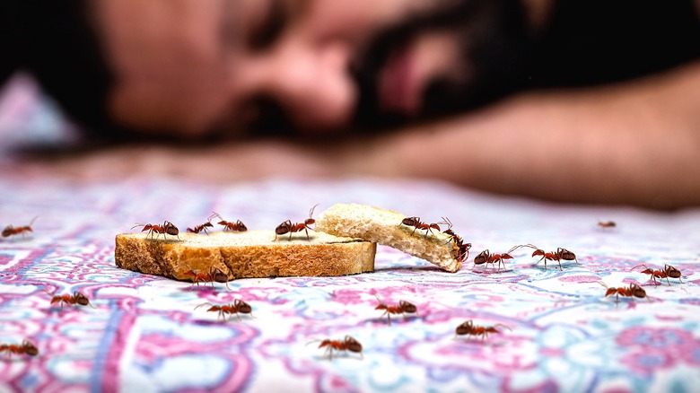 A person sleeping in the background with ants crawling over pieces of bread on a bed