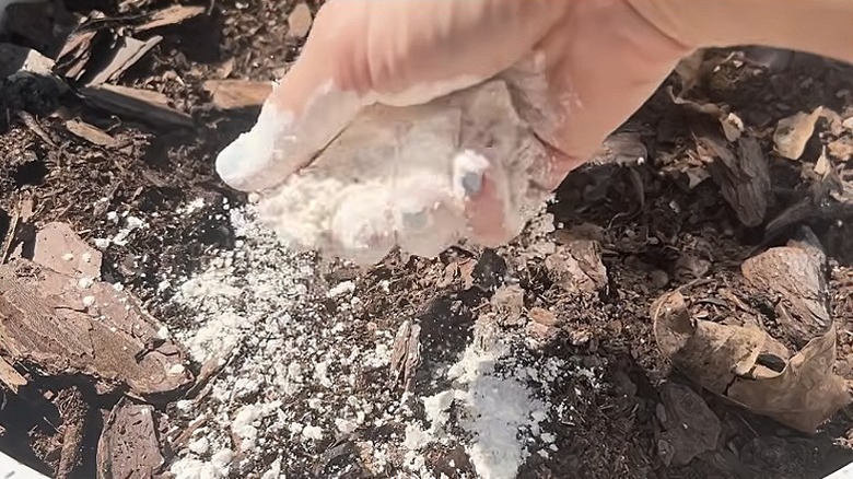 A gardener sprinkles diatomaceous earth on garden soil with their bare hand.