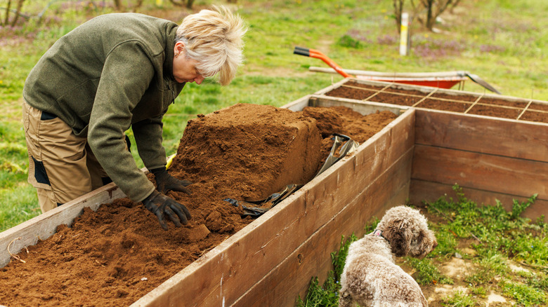 A gardener and their dog fill a raised garden bed with soil in preparation for planting it out.