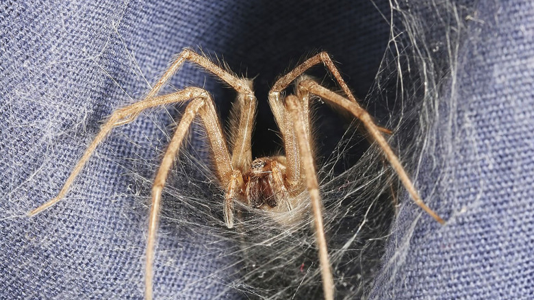 A brown recluse spider in a web