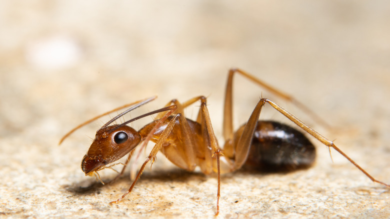 Close-up of a ghost ant walking on the ground.