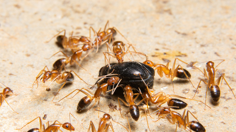 ghost ants swarming a beetle